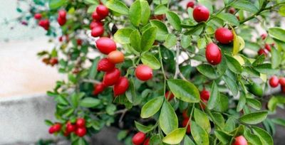 Miracle Fruit Berry Plant Organic 60cm