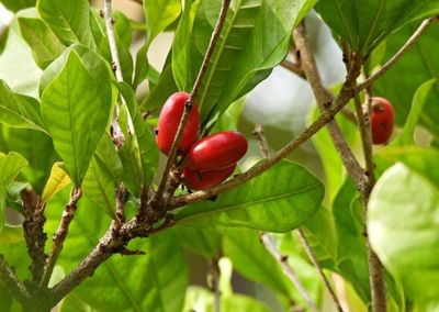 Miracle Fruit Berry Plant Organic 60cm