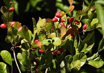Miracle Fruit Berry Plant Organic 60cm-80cm
