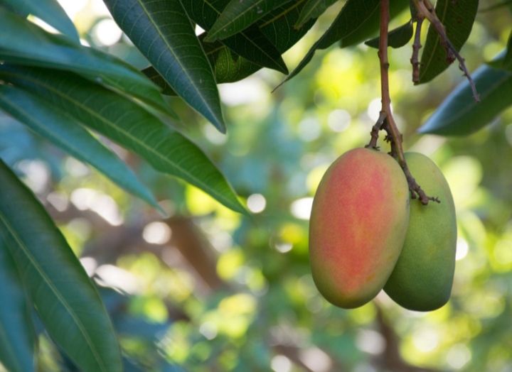 Mango (Rubropetala) Grafted 80-100cm