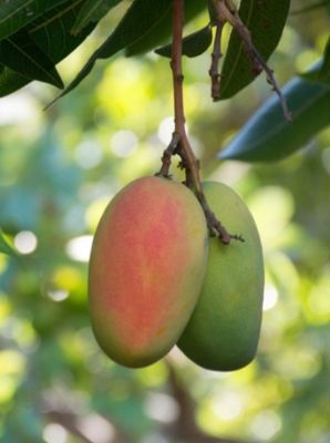 Mango Grafted (Rubropetala) 80-100cm