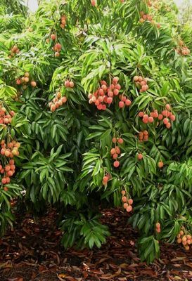 Lychee Grafted (Salathiel) Advanced 80-100cm