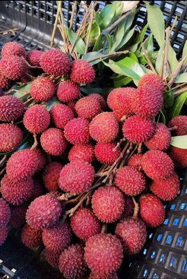 Lychee Grafted (Salathiel) Advanced 80-100cm