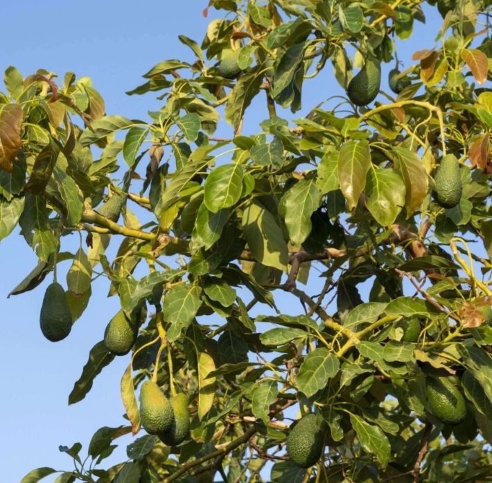 Avocado Grafted - (Fuerte) 60-80cm (B)