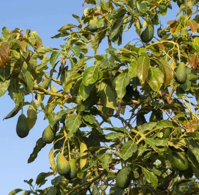 Avocado Grafted - (Fuerte) 60-80cm (B)