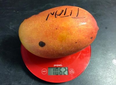 Mango Grafted - (Titan) 80-100cm
