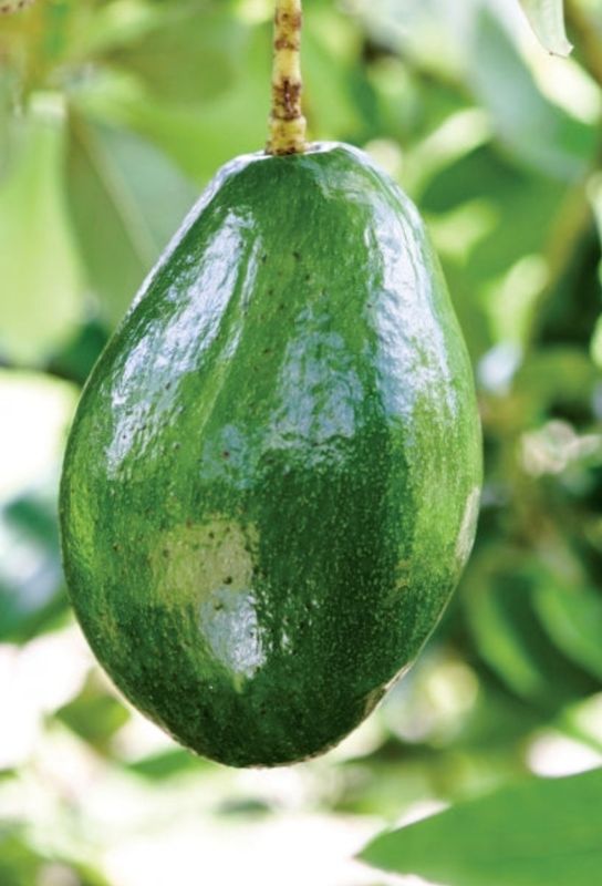 Avocado Grafted - (Choquette) 60-80cm (A)