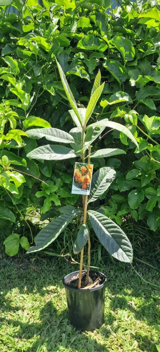 Loquat Grafted (Enormity) - 80-100cm