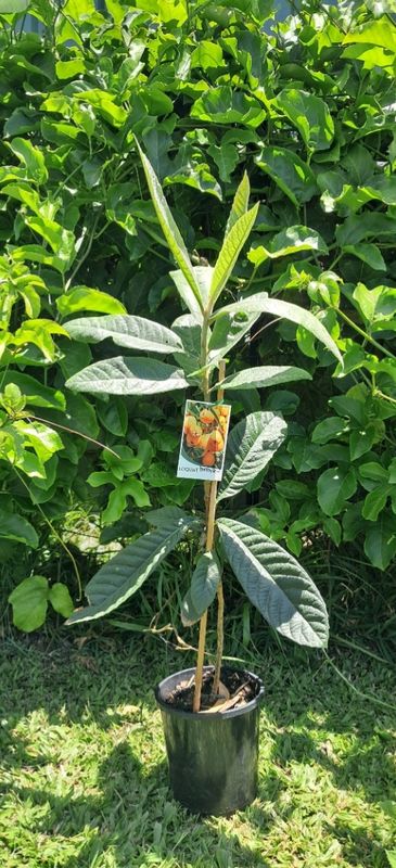 Loquat Grafted (Enormity) - 80-100cm