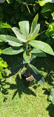 Loquat Grafted (Enormity) - 80-100cm