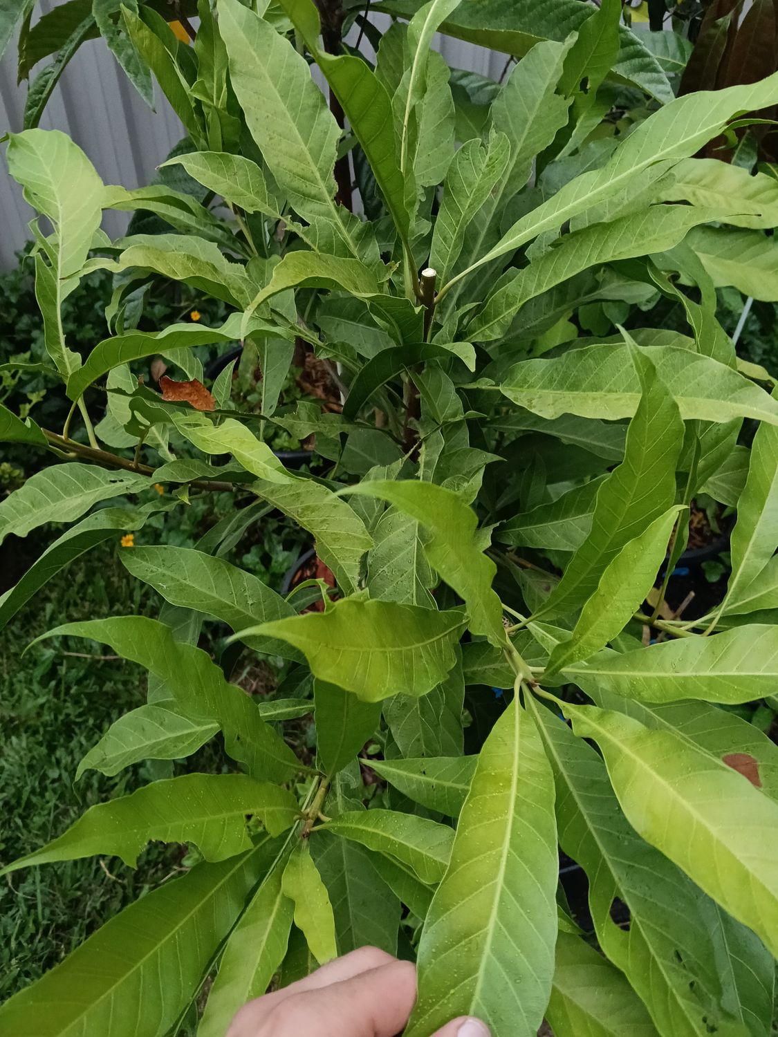 Canistel Tree Organic - Advanced 3 Year old 100cm