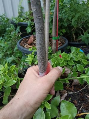 Canistel Tree Organic - Advanced  100cm