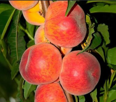 Peach - (Flordia Prince) Air Layered