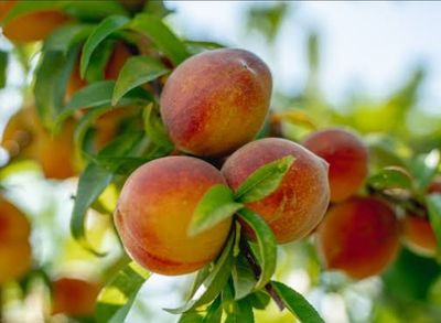 Peach - (Flordia Prince) Air Layered