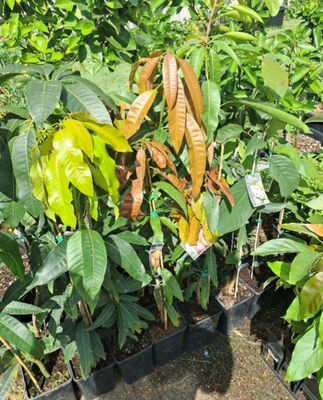 Mango Grafted (Rajah) 80-100cm