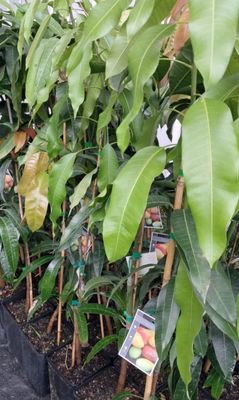 Mango (Rajah) Grafted 80-100cm