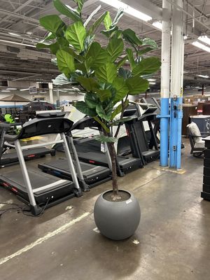 FAUX 10&#39; FIG TREE