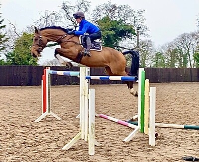 eventing horses for sale uk