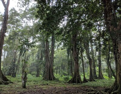 Enchanting Costa Rican Rainforest - Photograph by Omer Juma