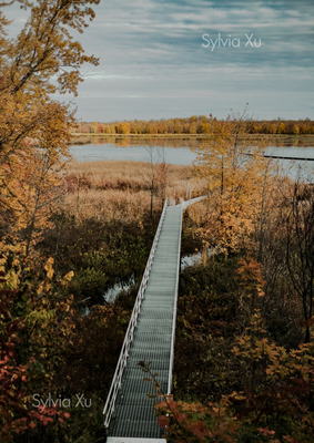 Fall, Quebec- Photograph by Sylvia Xu