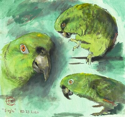 "Studies of 'Eagle', the Artist's Parrot" Original Watercolor