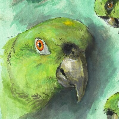 "Studies of 'Eagle', the Artist's Parrot" Original Watercolor