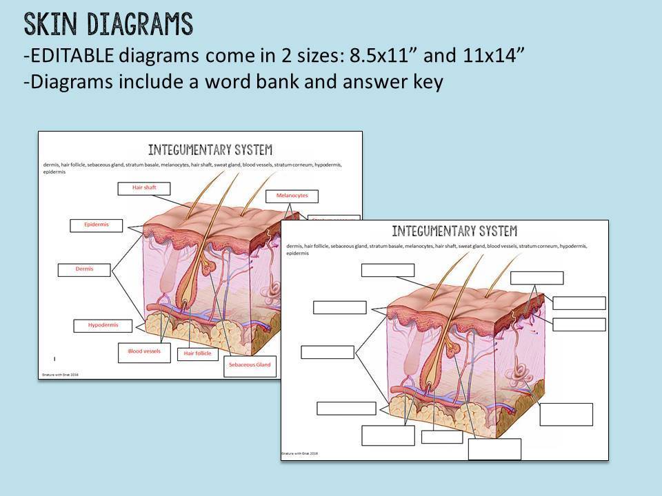 38 Integumentary System Diagram Worksheet Wiring Diagram Info