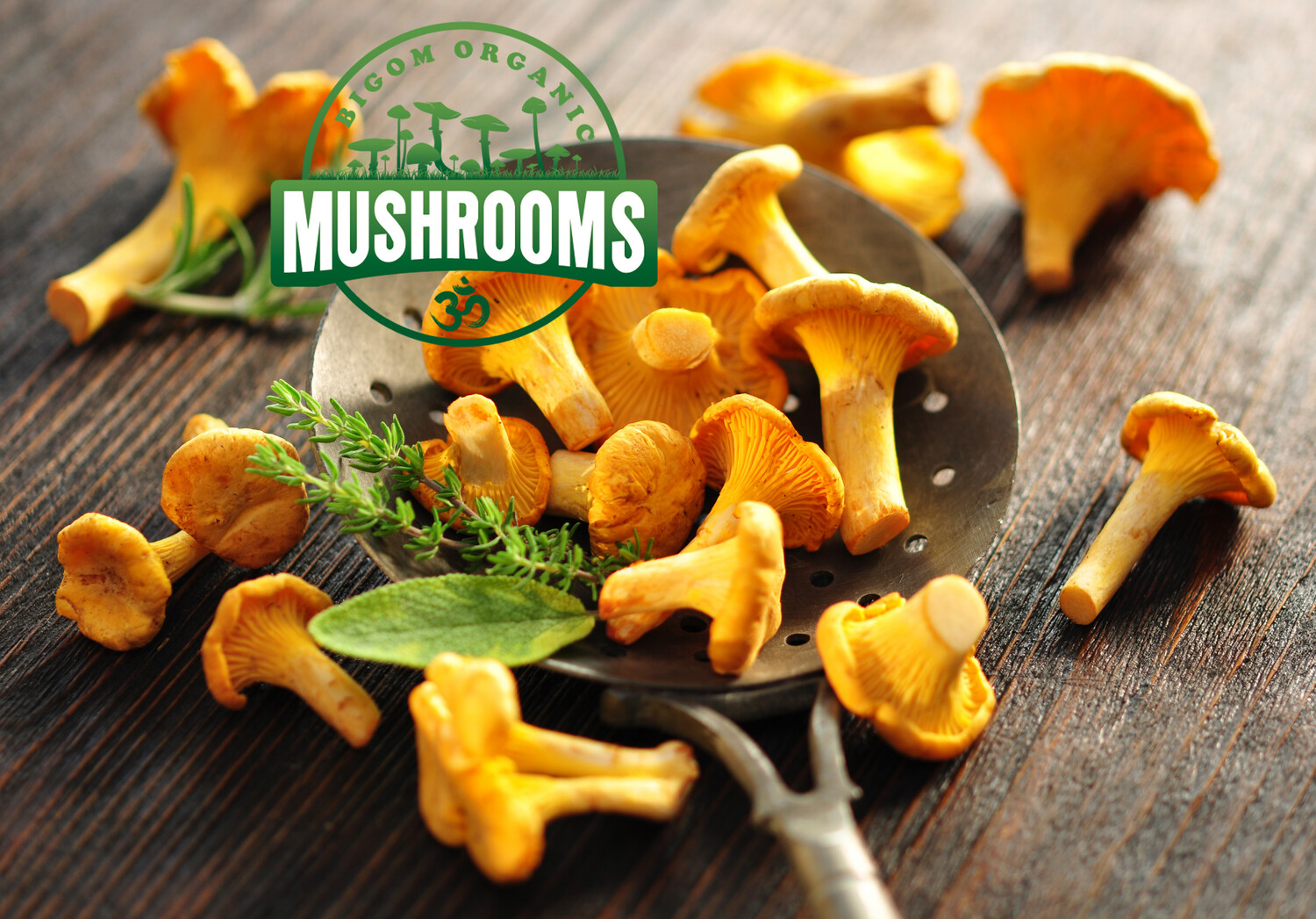 Лисички Cantharellus cibarius