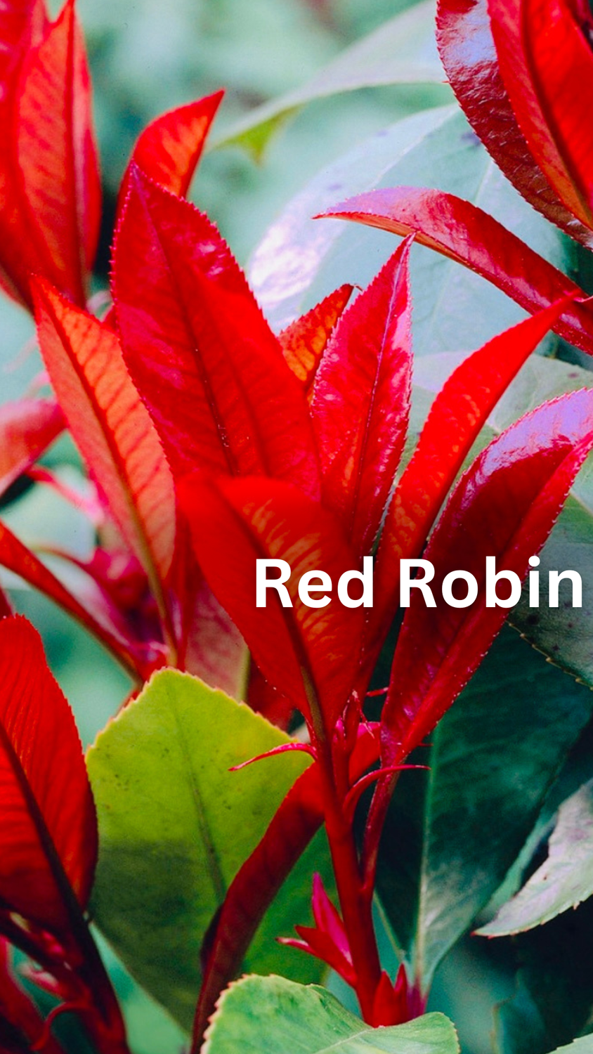XXL HUGE Photinia Red Robin 200-210cm Planted Height (approx 7ft) 30L Potted