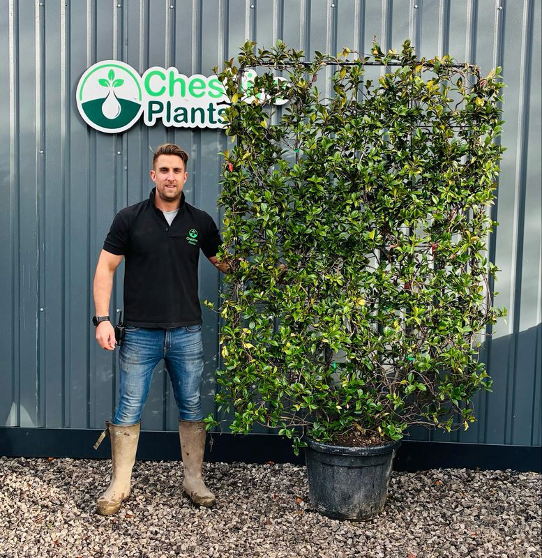 jasmine Trachelospermum jasminoides - Frame 100 x110cm - Height 130cm