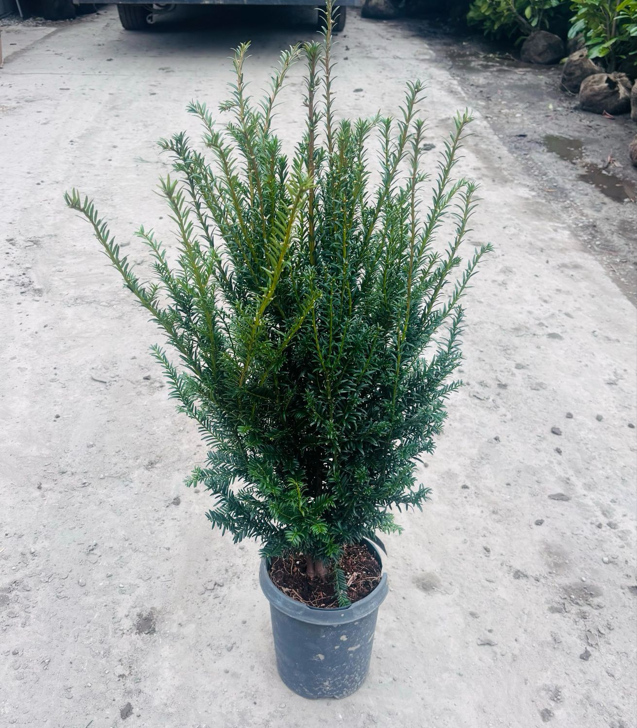 thuja brabant richtig pflanzen Thuja 