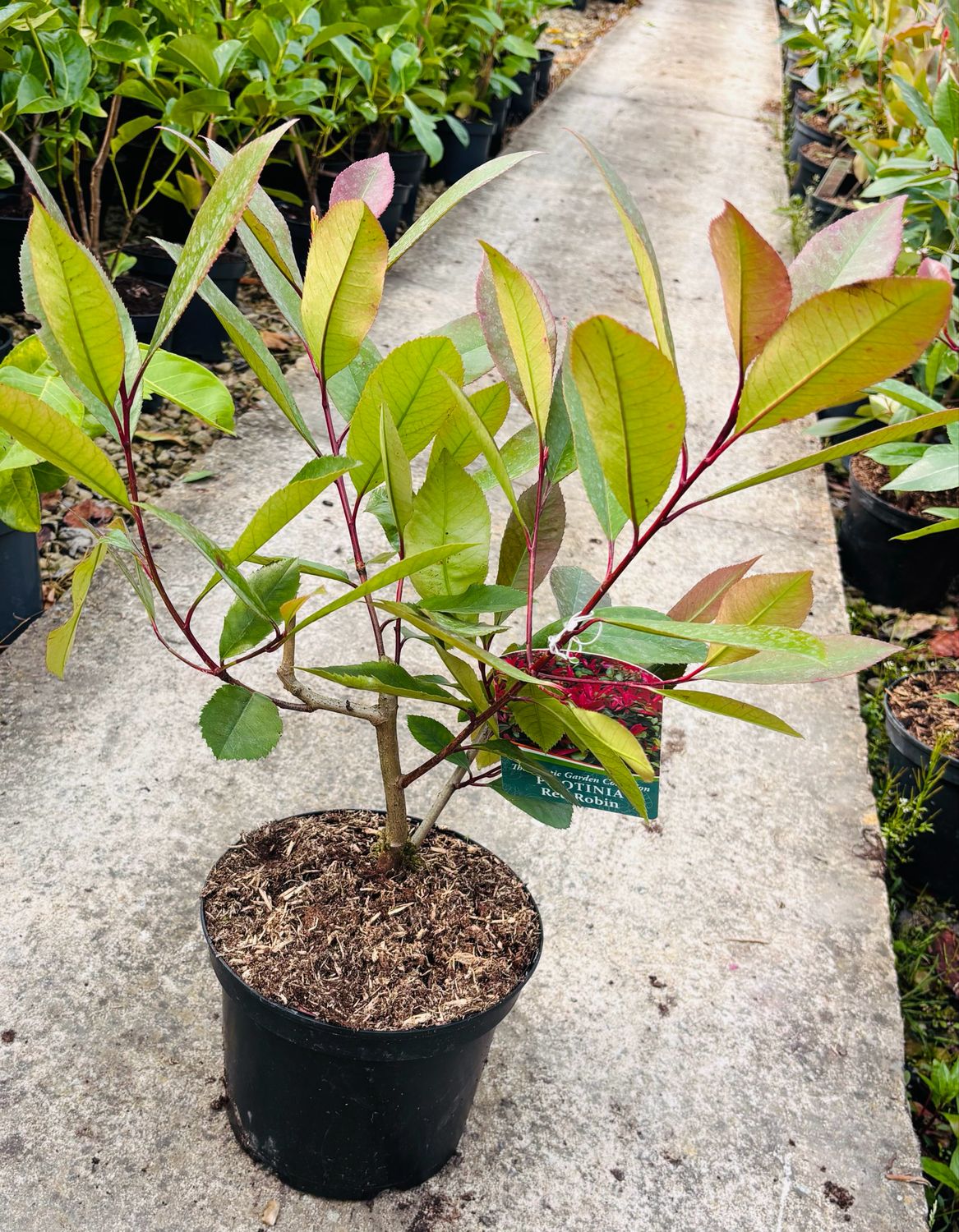 Cheshire Plants Online Shop