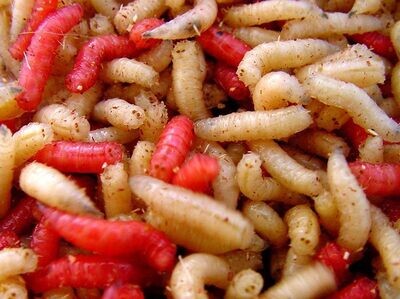 Spikes/Maggots