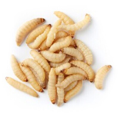 Wax Worms