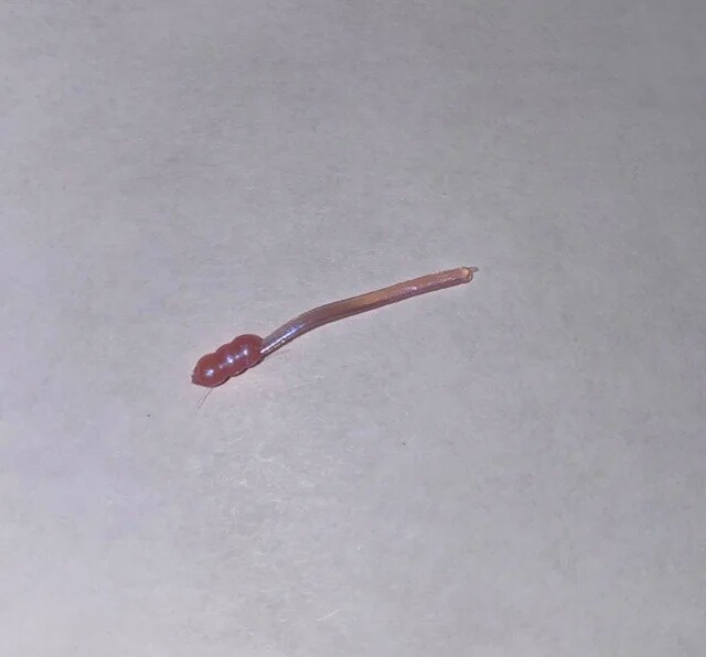 BY Bloodworm Pearl Pink