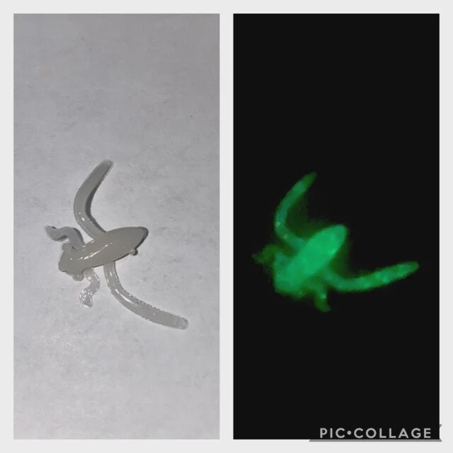 BY Boatman Bug Glow Green