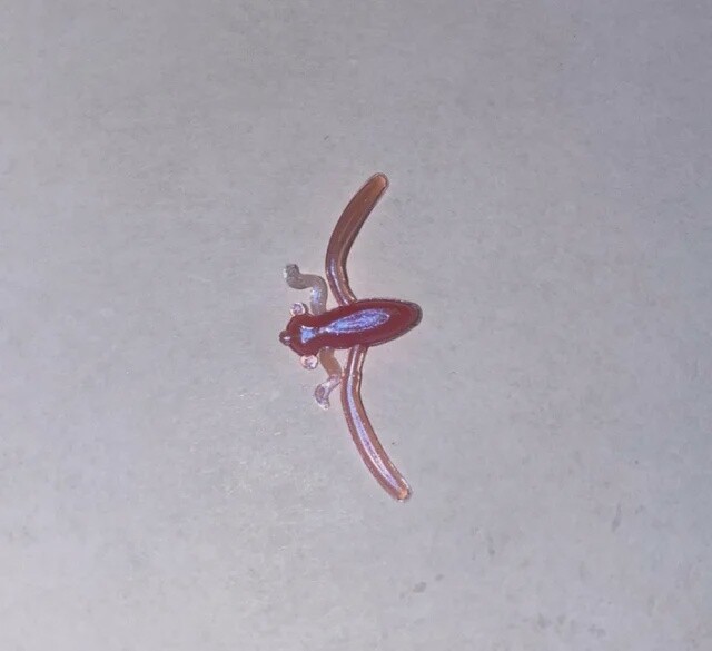 BY Boatman Bug Pearl Pink