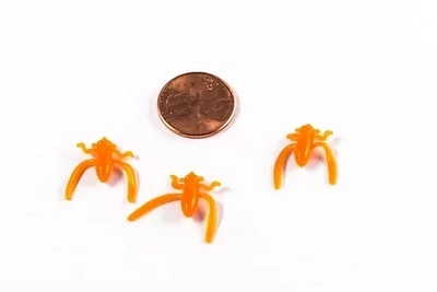 Boatman Bug