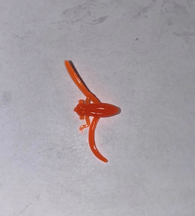 BY Boatman Bug UV Fluorescent Orange