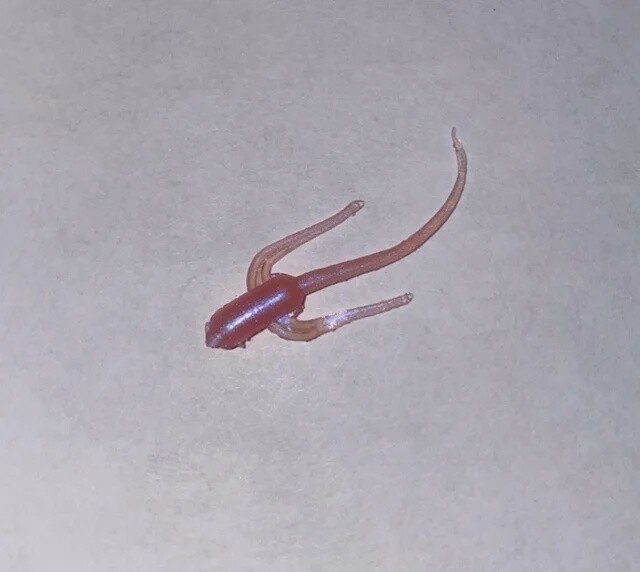 BY Waterbug Pearl Pink