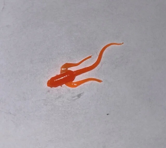 BY Waterbug UV Fluorescent Orange