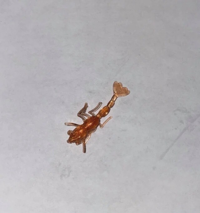 BY Freshwater Shrimp Lumina Copper