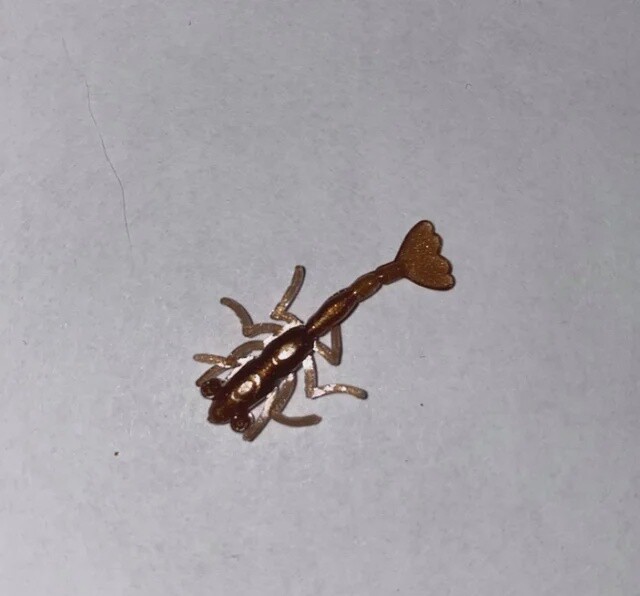 BY Freshwater Shrimp Brown