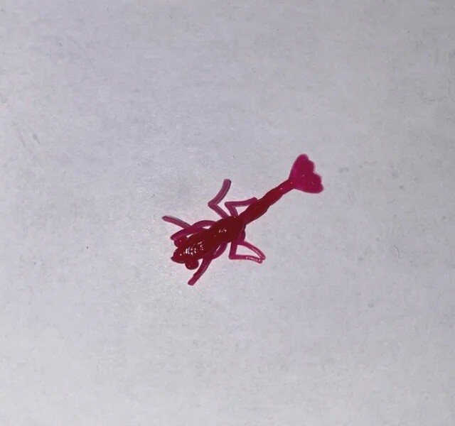 BY Freshwater Shrimp Red