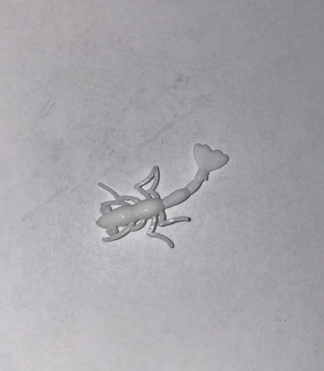 BY Freshwater Shrimp White
