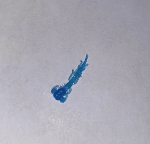 BY Mud Bug UV Blue