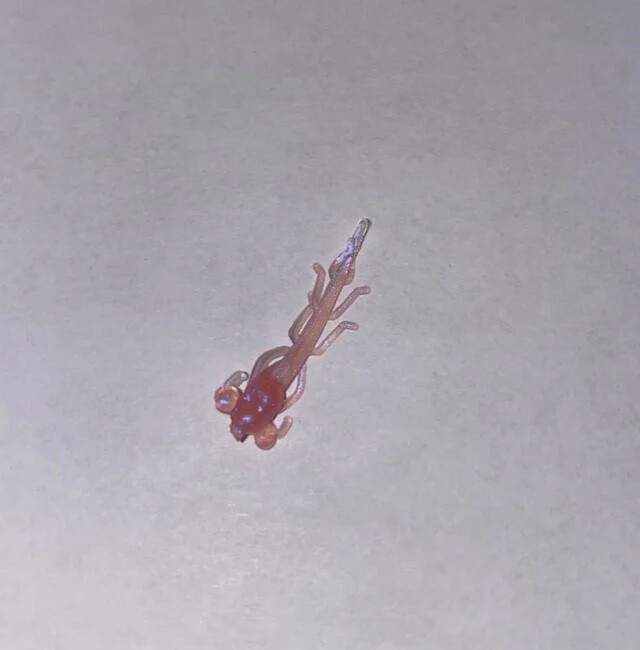 BY Mud Bug Pink Pearl