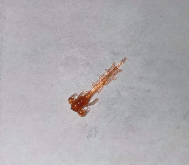 BY Mud Bug Lumina Copper