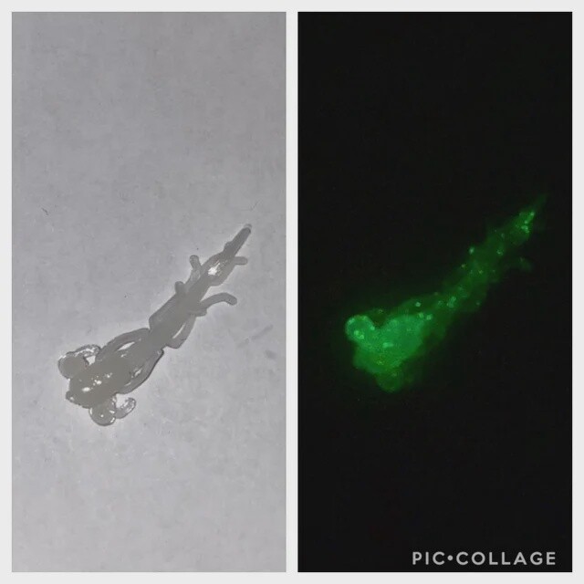 BY Mud Bug Glow Green