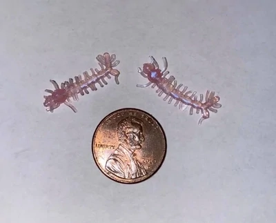Mosquito Larvae